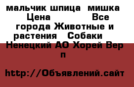 мальчик шпица (мишка) › Цена ­ 55 000 - Все города Животные и растения » Собаки   . Ненецкий АО,Хорей-Вер п.